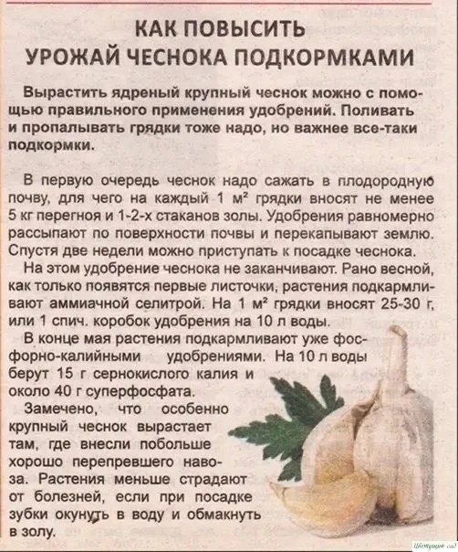 Как повысить урожай чеснока подкормками👍🏻