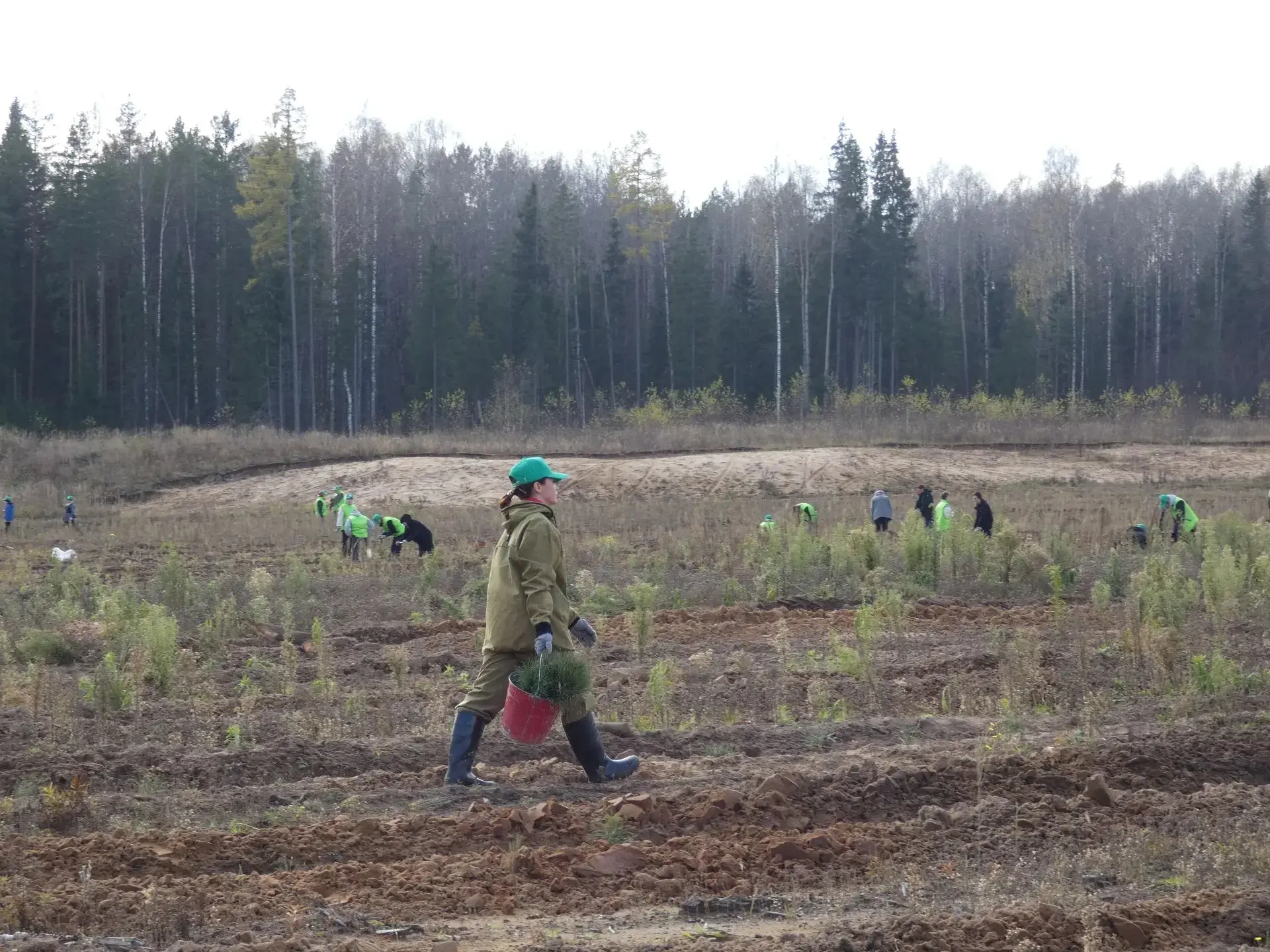 🌲10 гектаров соснового леса высадили в Якшур-Бодьинском районе Удмуртии