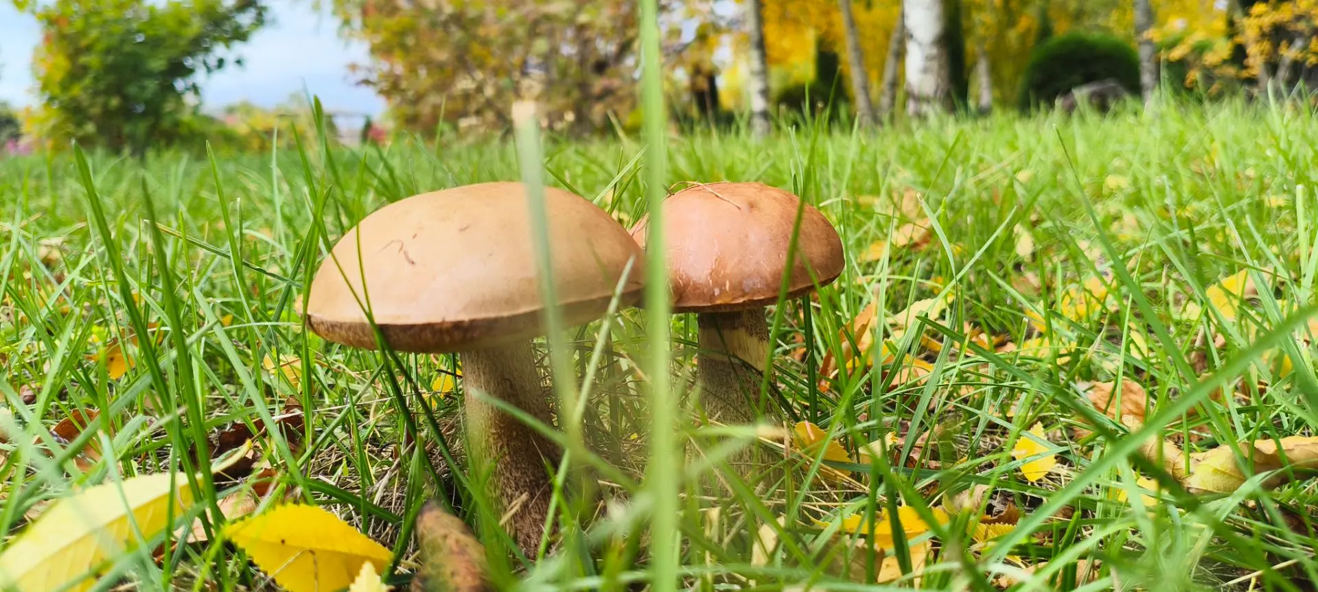 🍂✨ Осень в нашем парке — маленький оазис красоты! 🌿💧