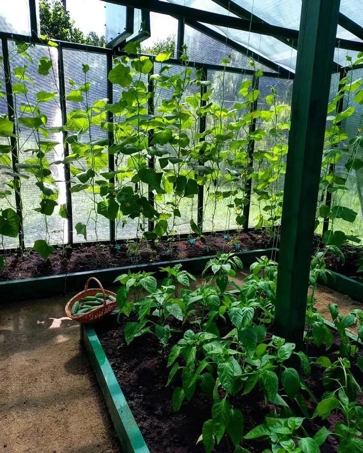 ☀️ Вредители больше не лишат вас урожая в теплице, если проведете обработку