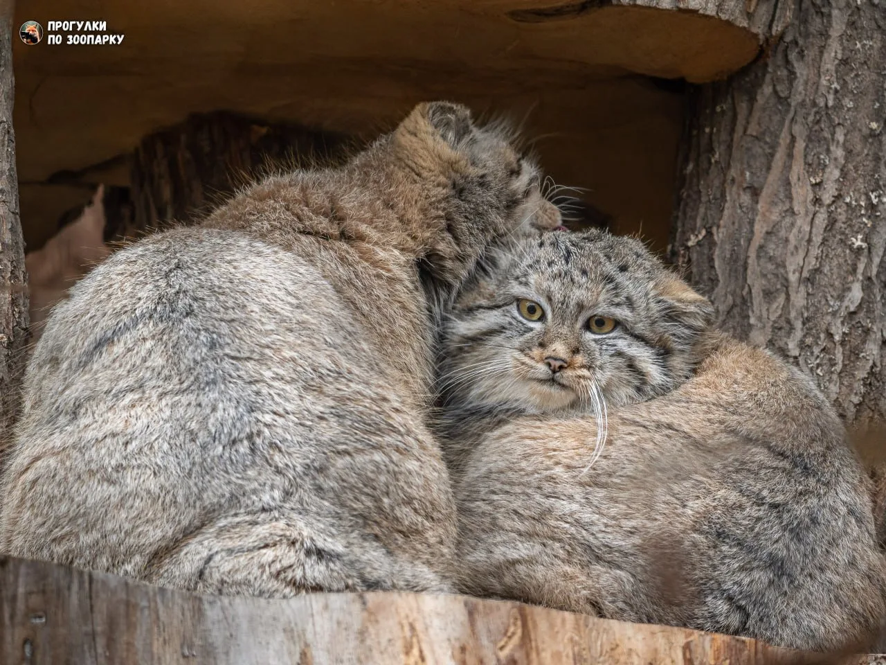 Акса и Намиковнучок - очень дружные котята🐾🤗