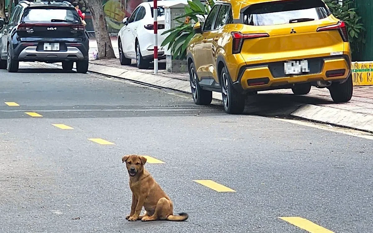 🐕 В Нячанге создадут команду по отлову собак