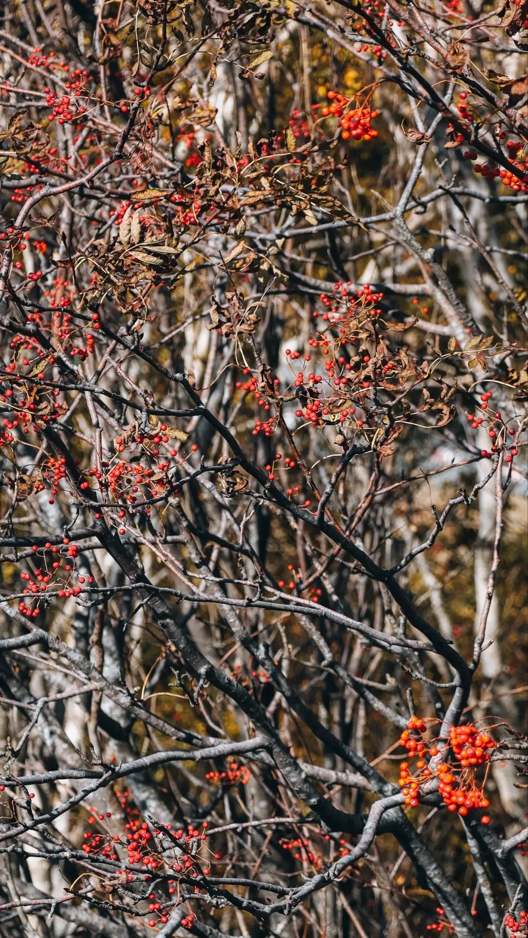 🌳Место, не нуждающееся в представлении: