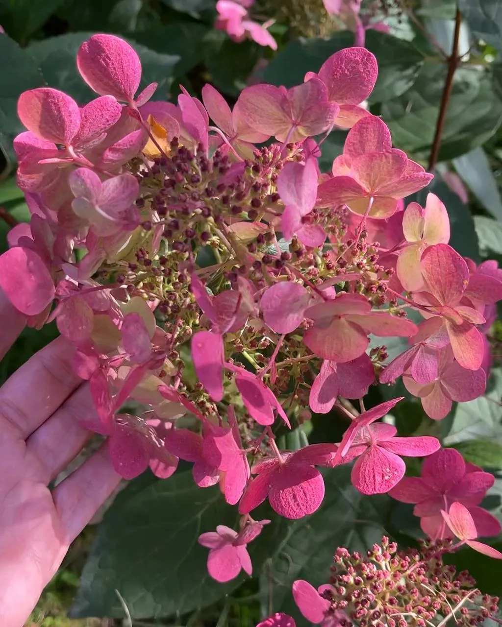 Гортензия метельчатая сорта Вимс Ред 🌺