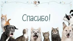 Спасибо за доброту, ребята! 🐾❤️