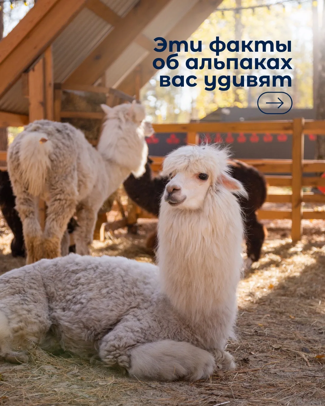 А вы знали об этих фактах про альпак?