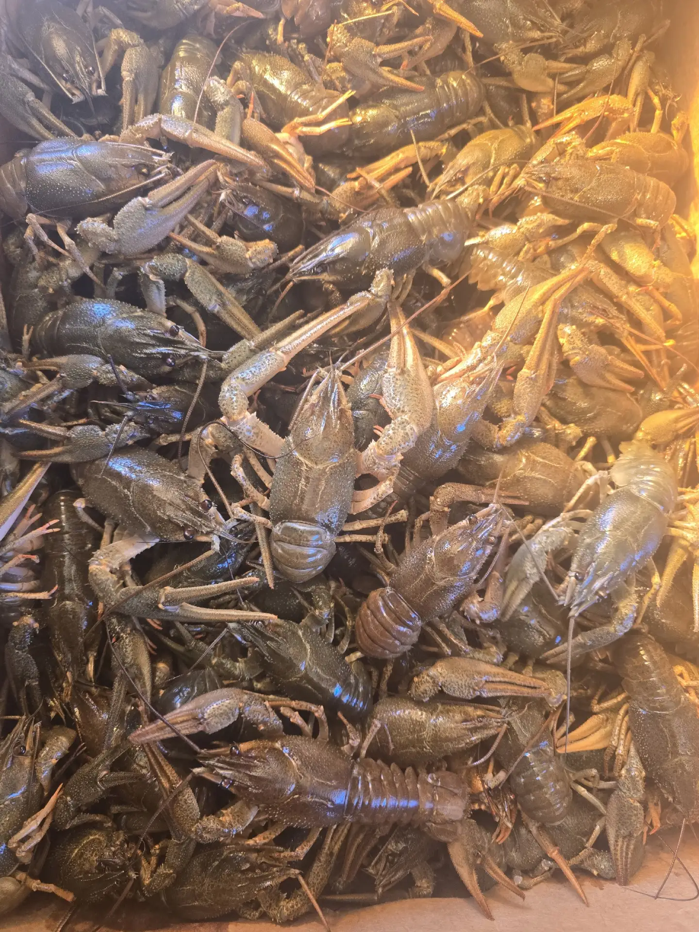 🦞 ОПТОМ РАК ЖИВОЙ - СВЕЖЕВЫЛОВЛЕННЫЙ! 🦞