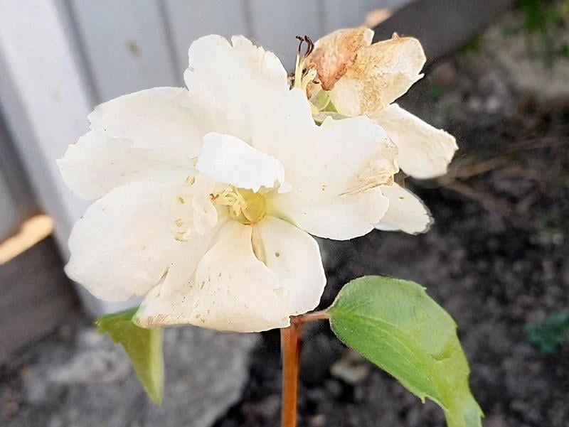 🌺🌼🌸У жительницы Первомайского округа в октябре цветёт махровый жасмин
