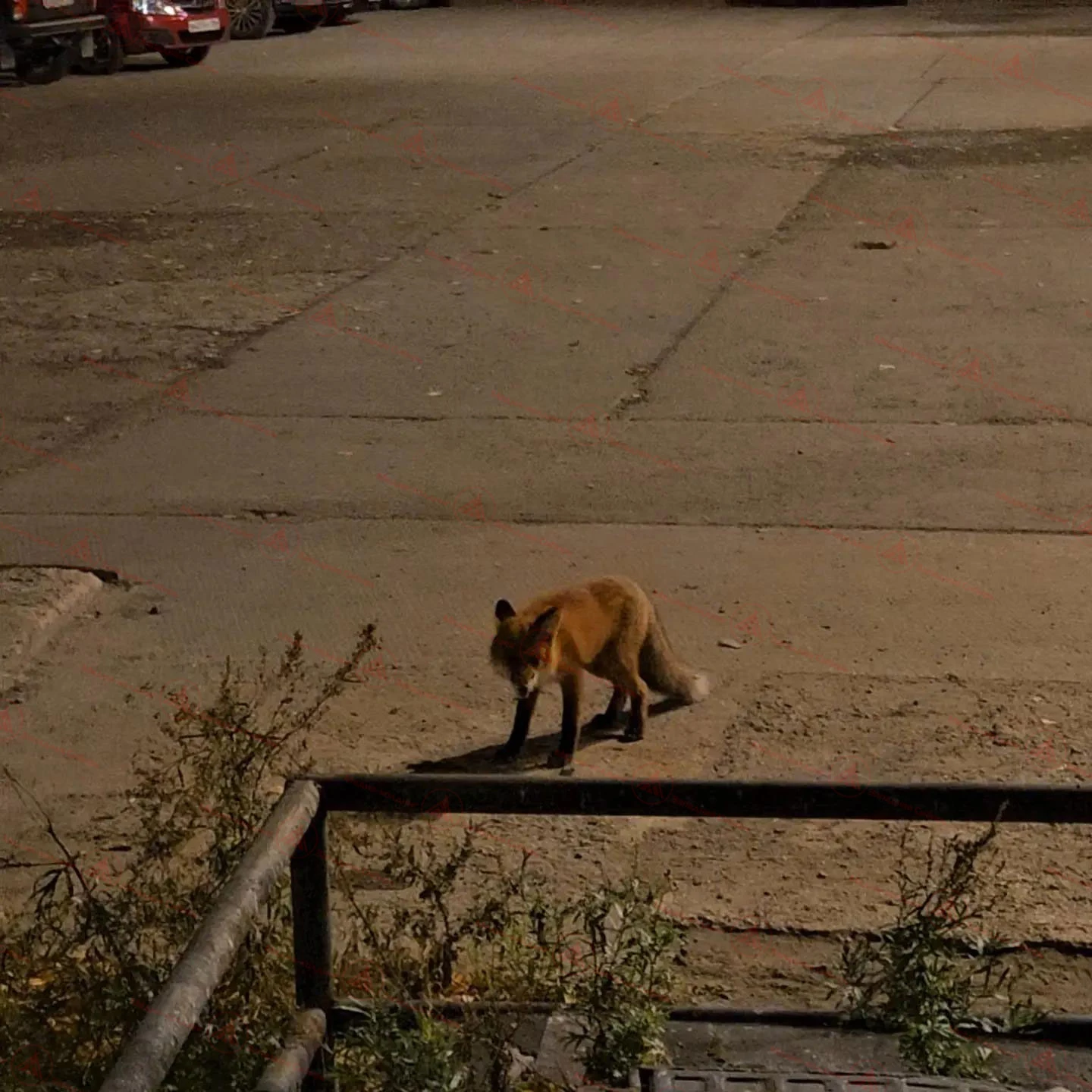 🦊 Осторожно, лиса!