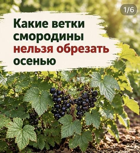 Эти ветки смородины дадут ягоды следующим летом. Не срезайте их!