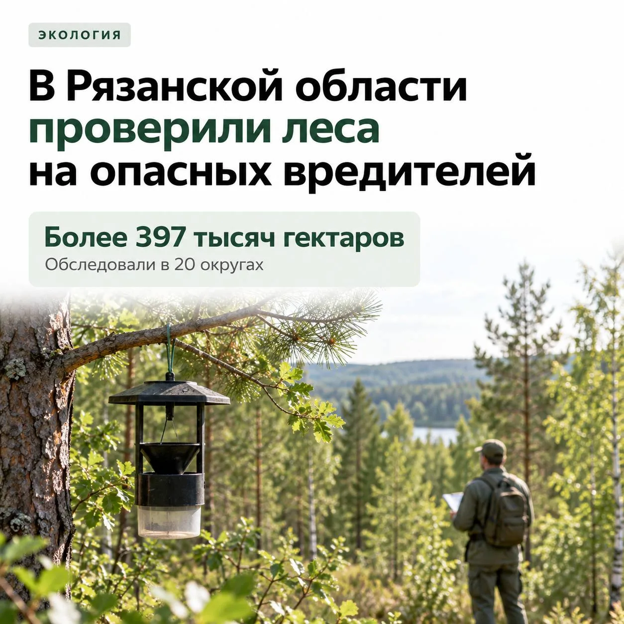 🌲 В Рязанской области проверили почти 400 тысяч гектаров леса на наличие опасных вреди...