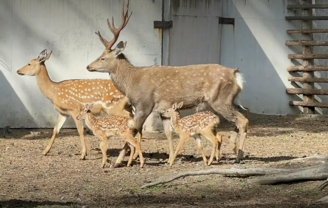 В Этномузее в Улан-Удэ родились два оленёнка 🦌