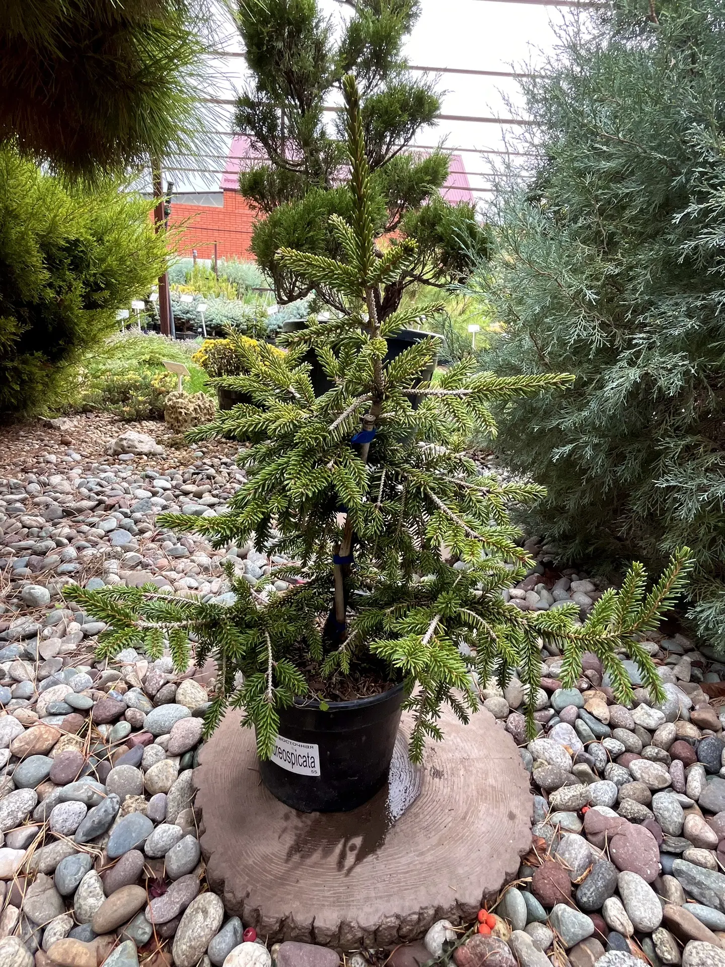 Ель восточная Aureospicata!🌲💚