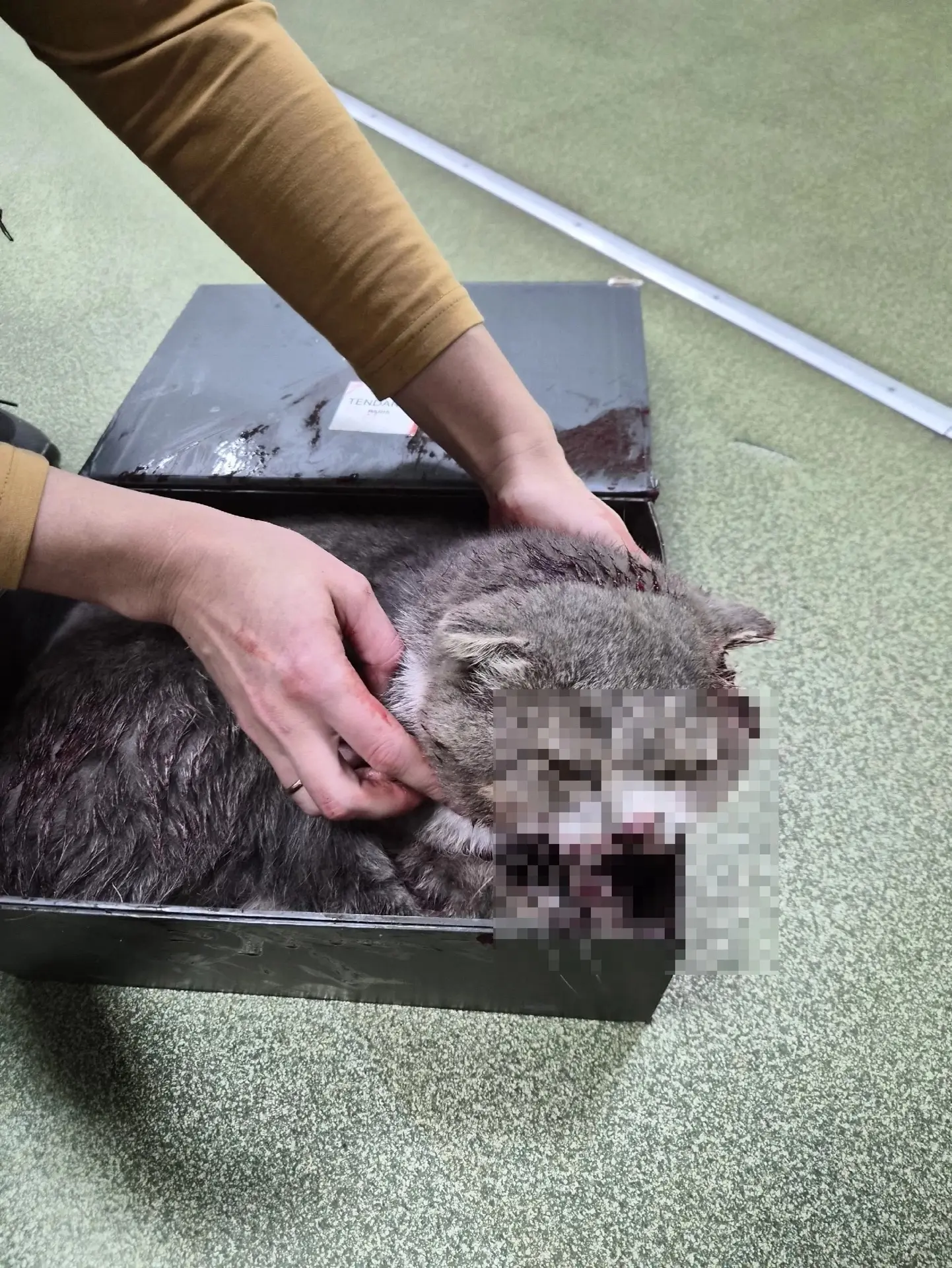 😭Кошечку, которую вчера сбили, к сожалению умерла в ветеринарной клинике.