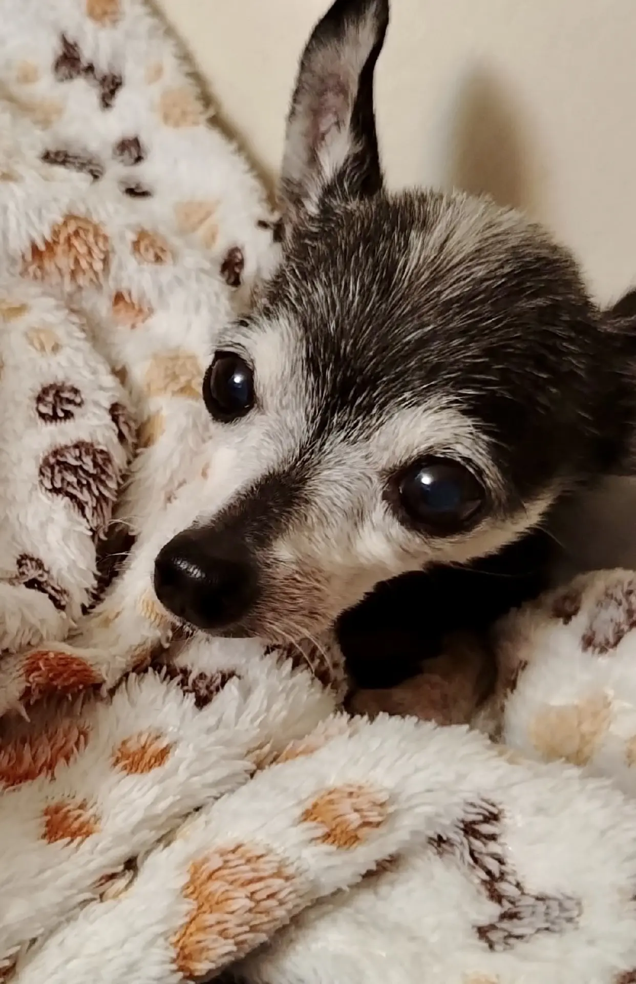 🐾👌🏻💤