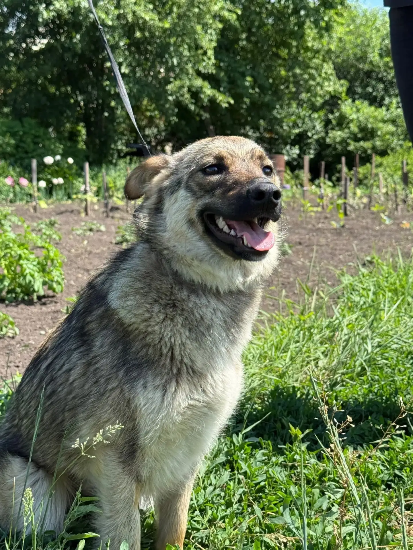 Ищем самые добрые руки и любящую семью для Линды🐕 Была спасена с улицы и теперь ищет д...