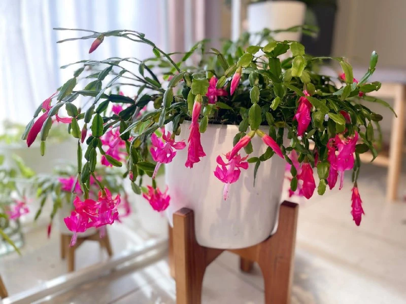 Шлюмбергера бакли — легендарный декабрист 🌸