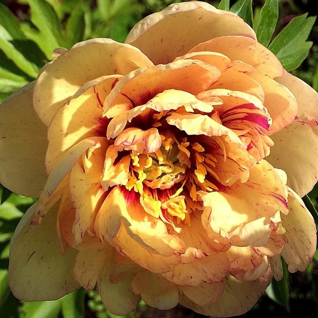 Ито-пионы 🌺