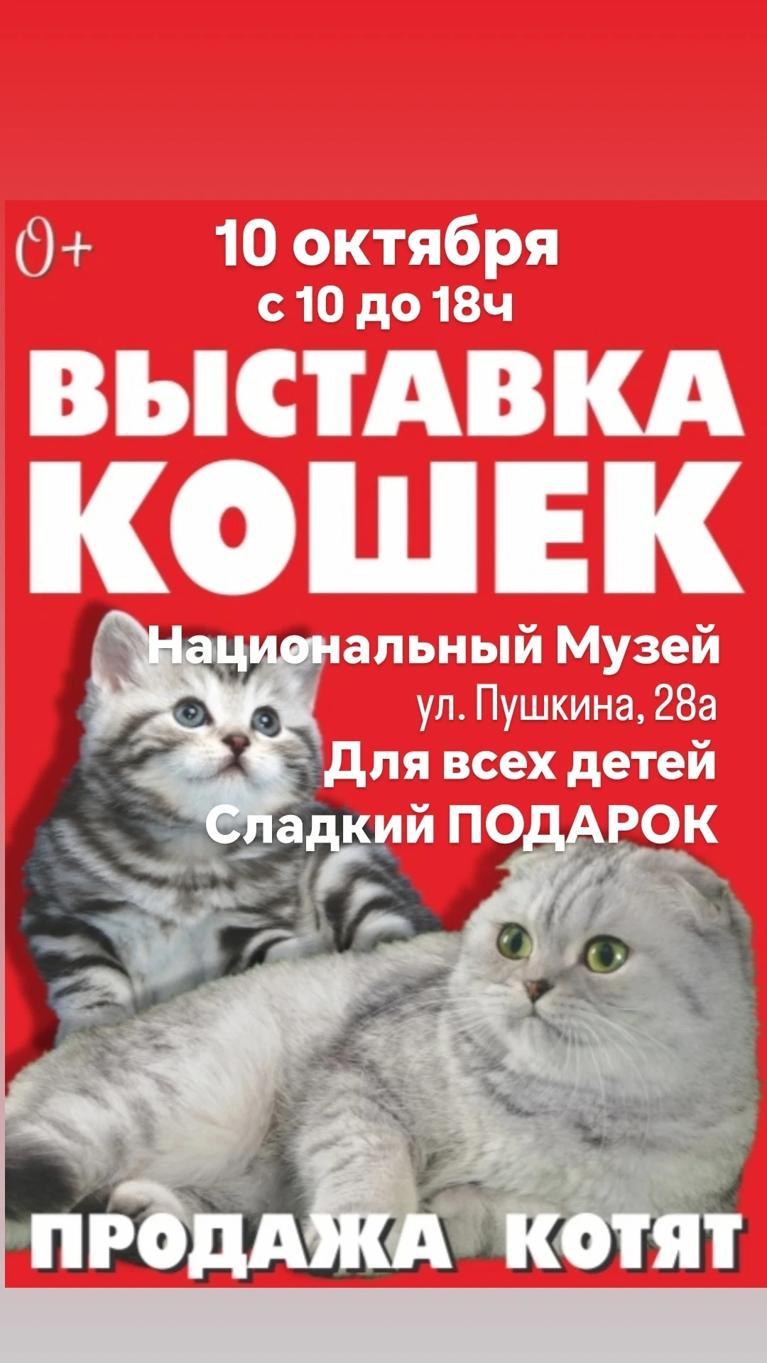 Выставка домашних кошек!