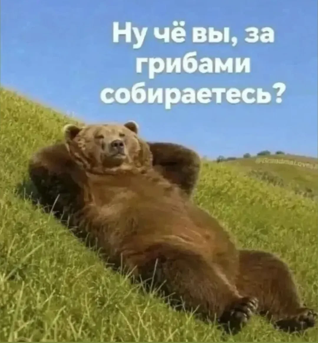 🐻 Ну чё вы, за грибами собираетесь?