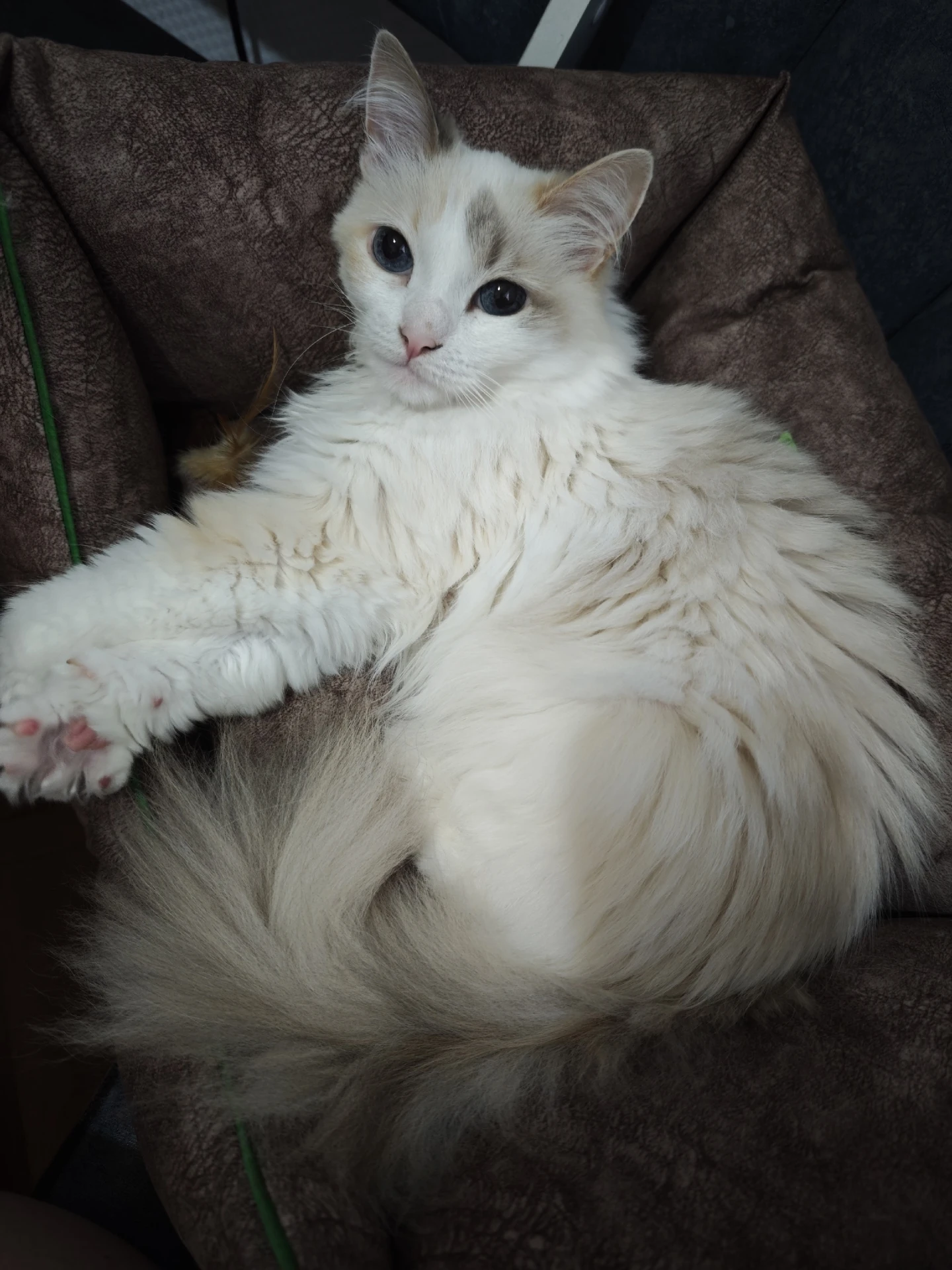 🐈 Котики оказались секретным ингредиентом счастья