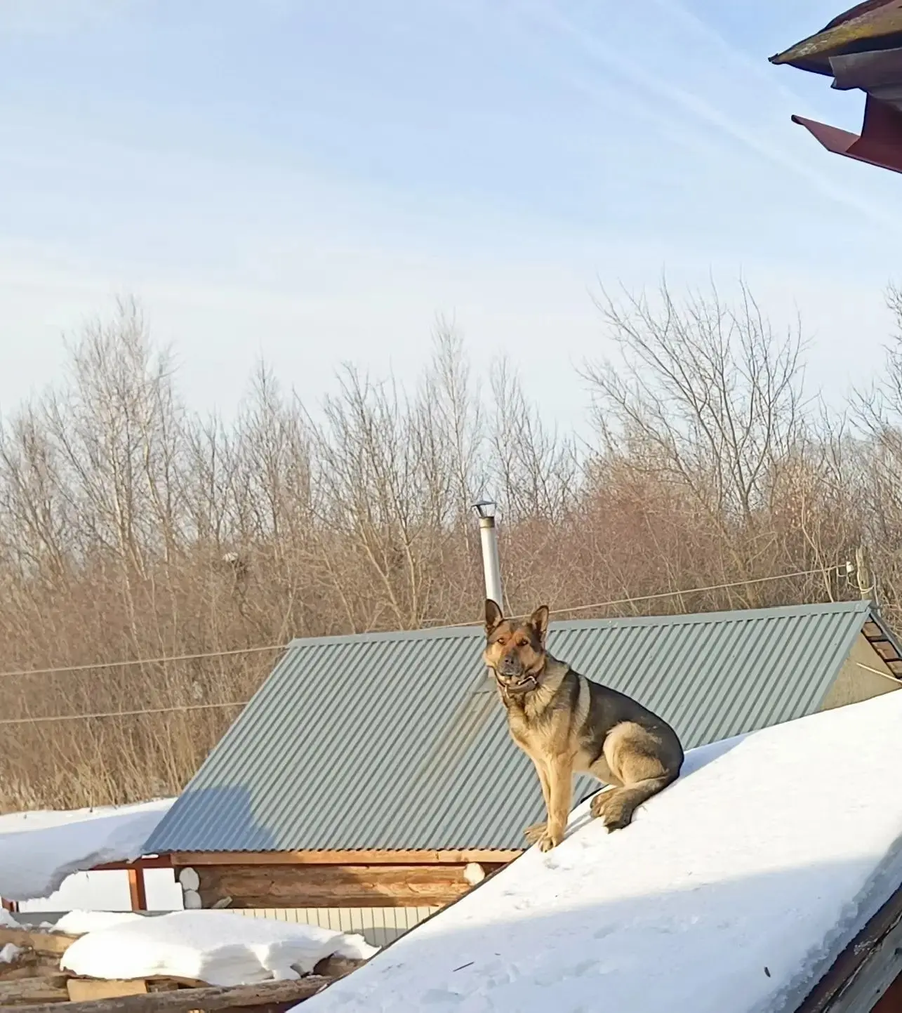 🐾 В честь Всемирного дня защиты животных в нашей школе прошёл добрый и тёплый флешмоб!