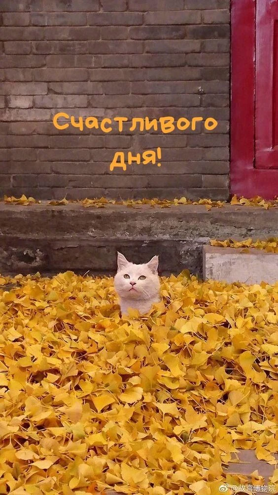 Доброе утро, Карталы🌻🍁 всем замечательных выходных!
