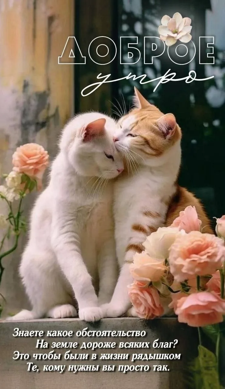 Всем доброе утро 🌄🌄🌄 и хорошего настроения ☕☕☕🐱💕🐱💕🐱💕🐱💕