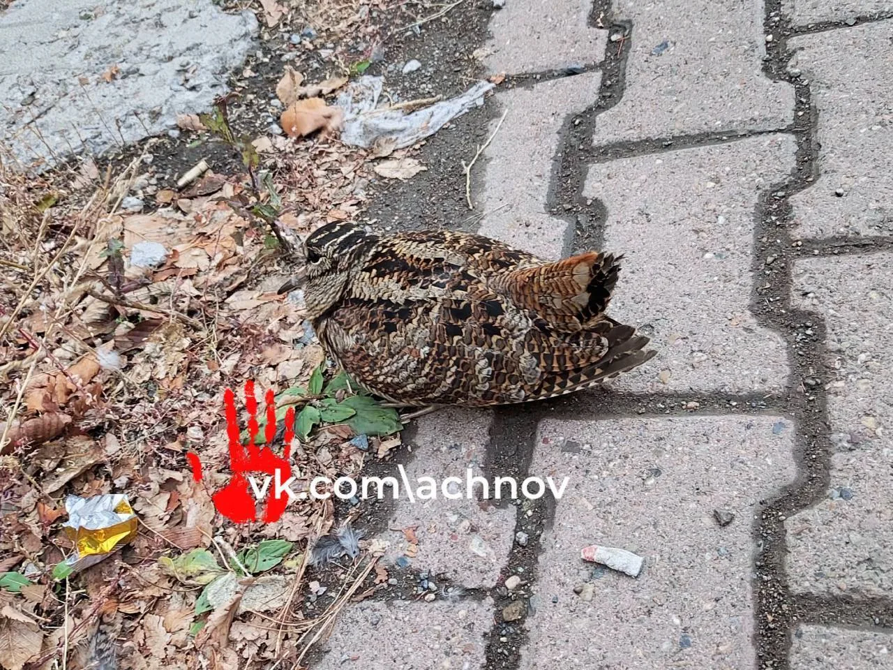 🪶 Редкого городского гостя пытаются спасти в Магнитогорске: вальдшнепу срочно нужен ор...