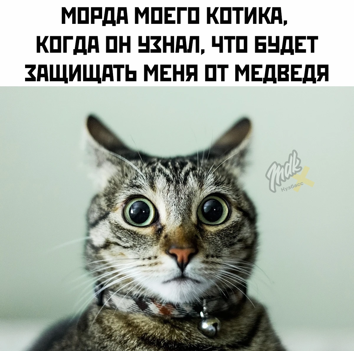 Кузбасские Топтыгины внезапно нашли себе естественного врага размером с пакет корма