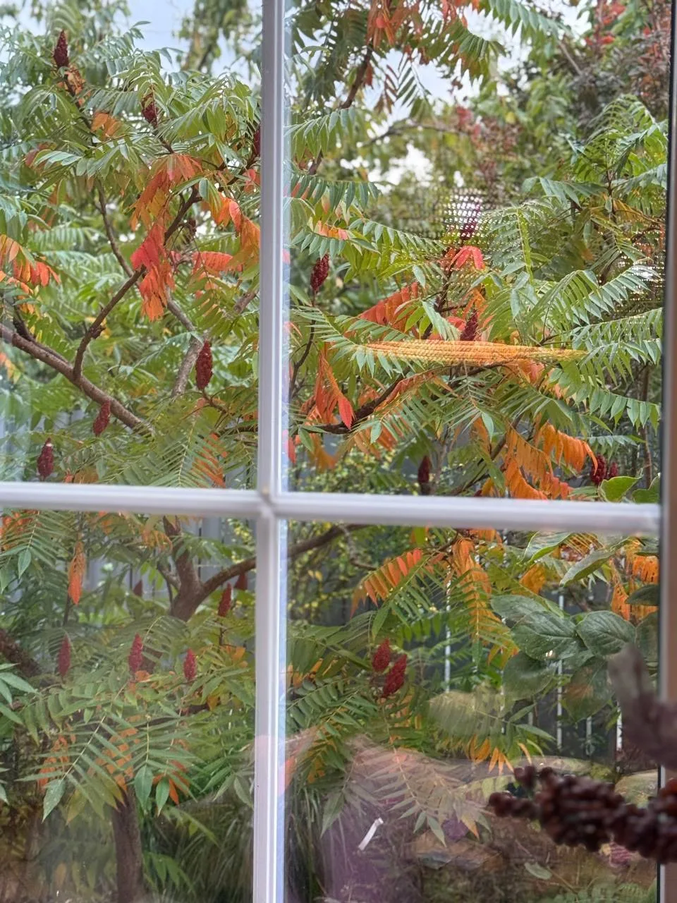 Какая красивая осень за окном 🍂