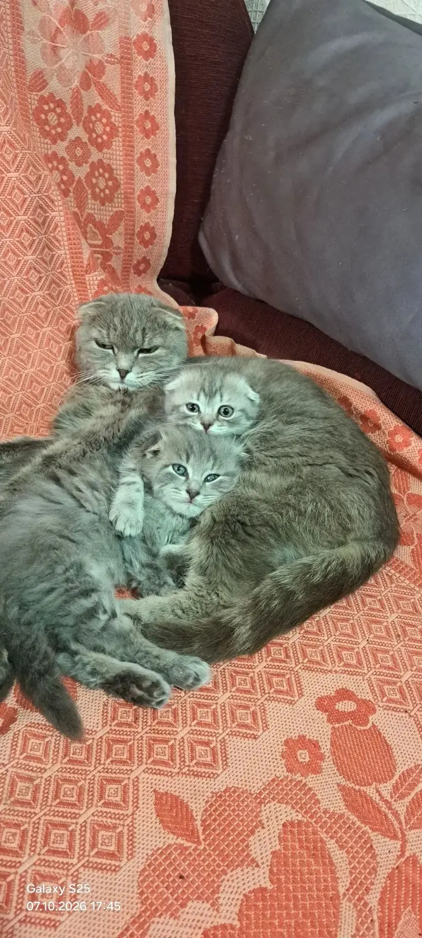 Отдам в добрые руки кот и кошечка, кушают все, горшок знают возраст 1 месяц. 89518842620