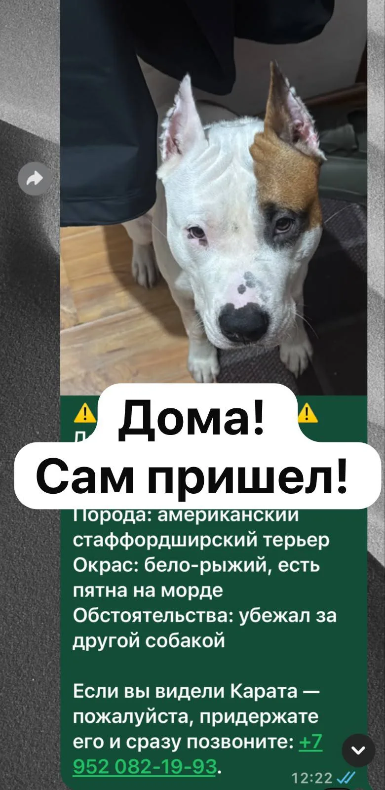 ⚠️ ПРОПАЛА СОБАКА ⚠️