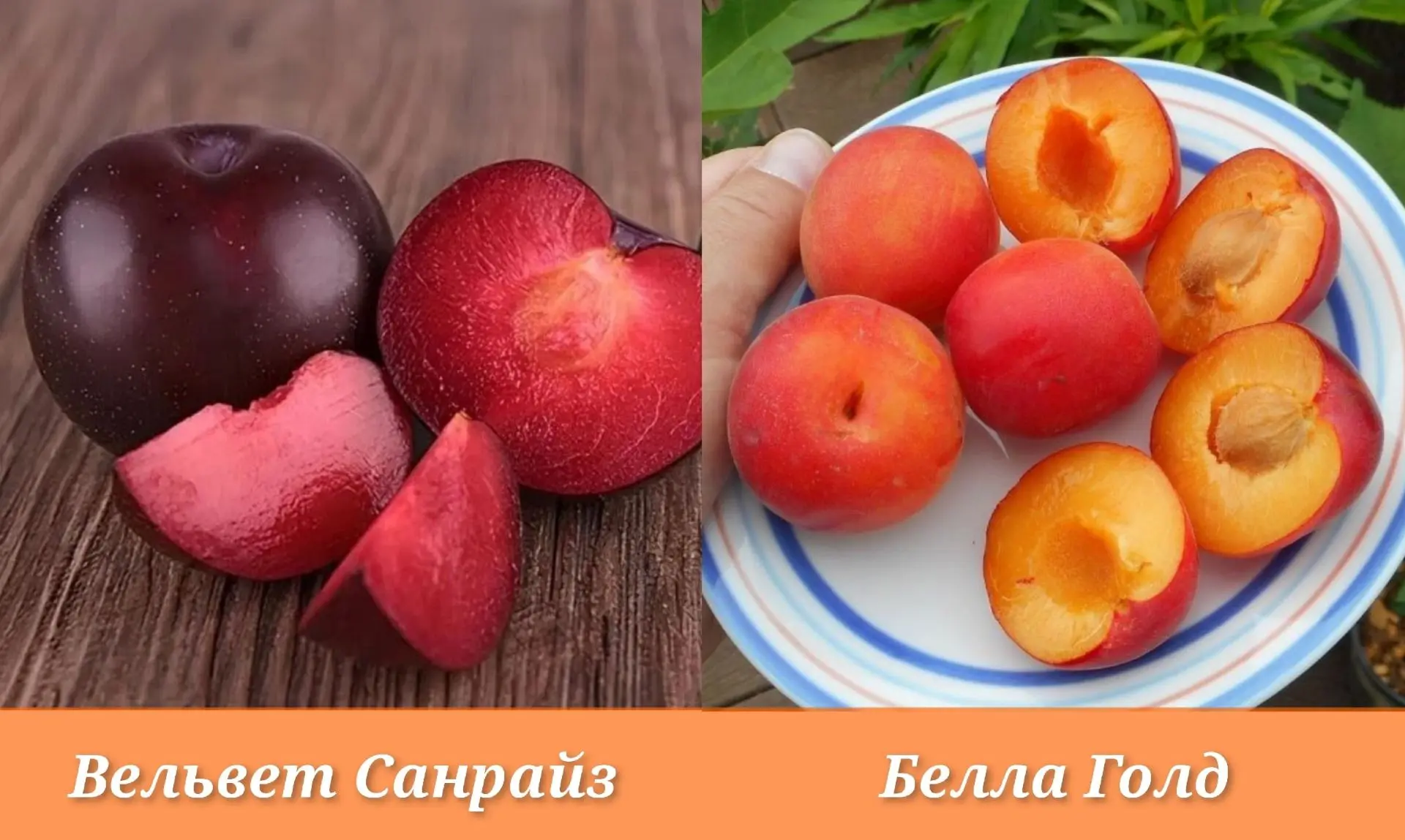 Посадите Нектакотум! Гибрид сливы, персика и абрикоса