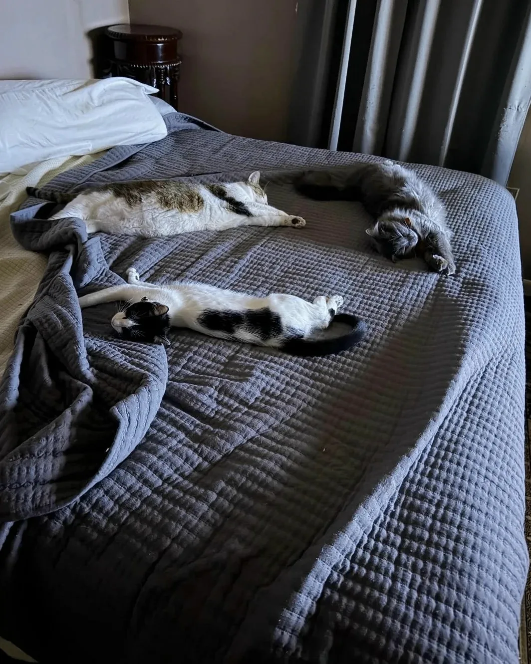 Вот ради кого мы работаем 😺😺😺