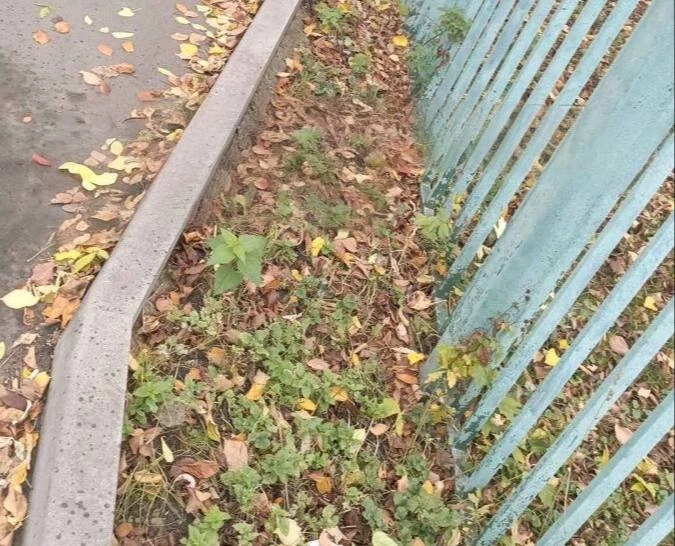 🧹 В Рязанском районе жители жалуются на неубранный двор
