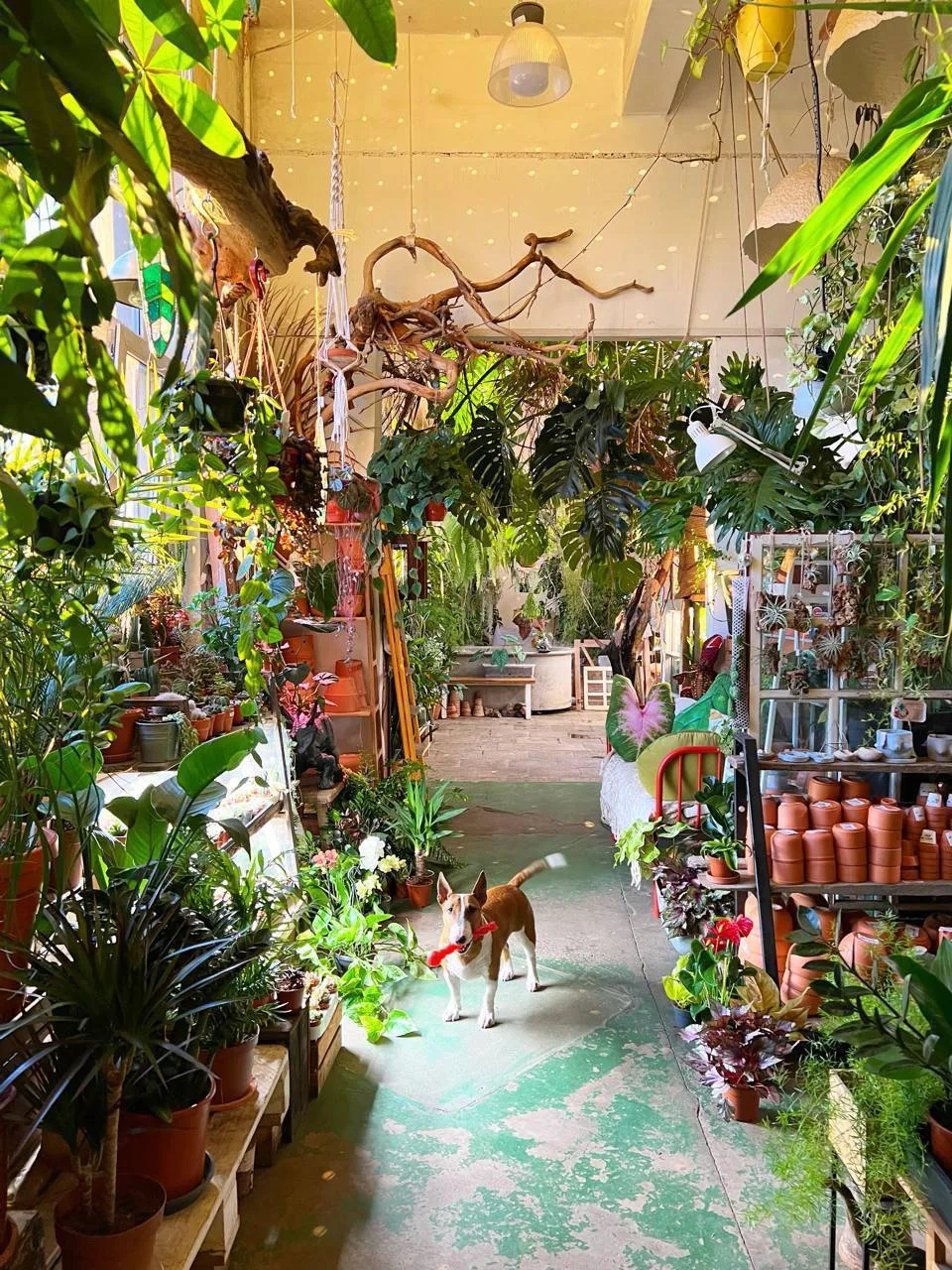 🌴 Если вы уже скучаете по лету, то загляните в место, где всегда царит тропическая атм...