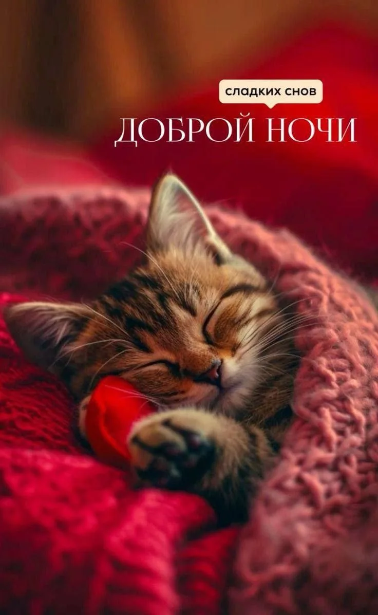 Сладких снов 🌙✨