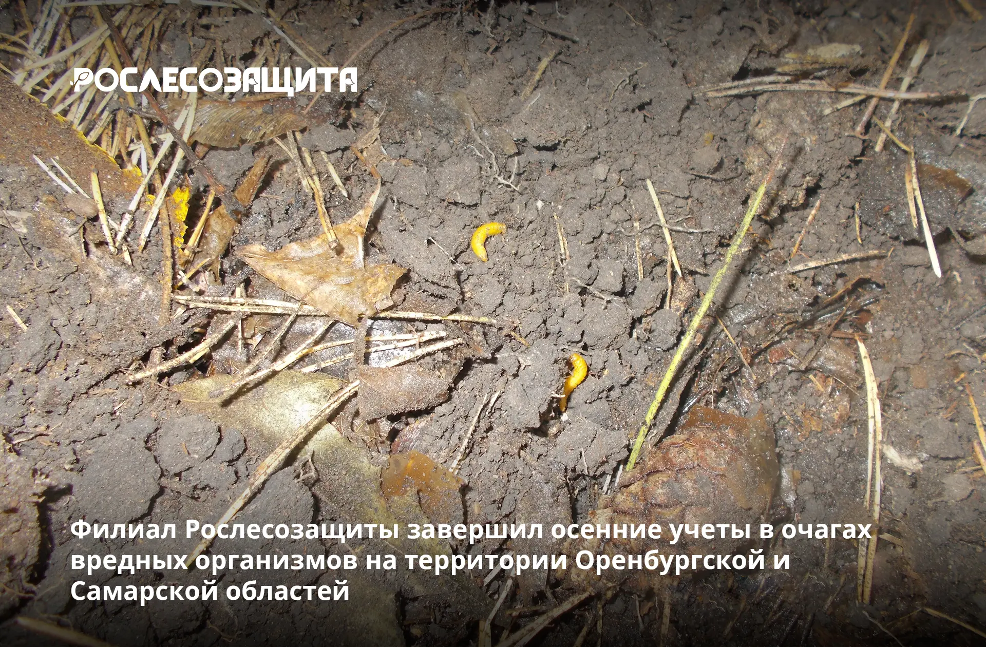 👌 Работы проведены в текущем сезоне на площади 10 тыс. га, из которых основную часть с...