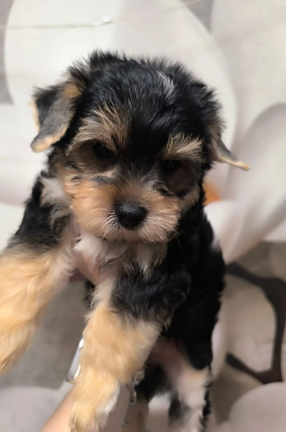 Вот проводили и Коди в новый дом 🏡🐶♥️