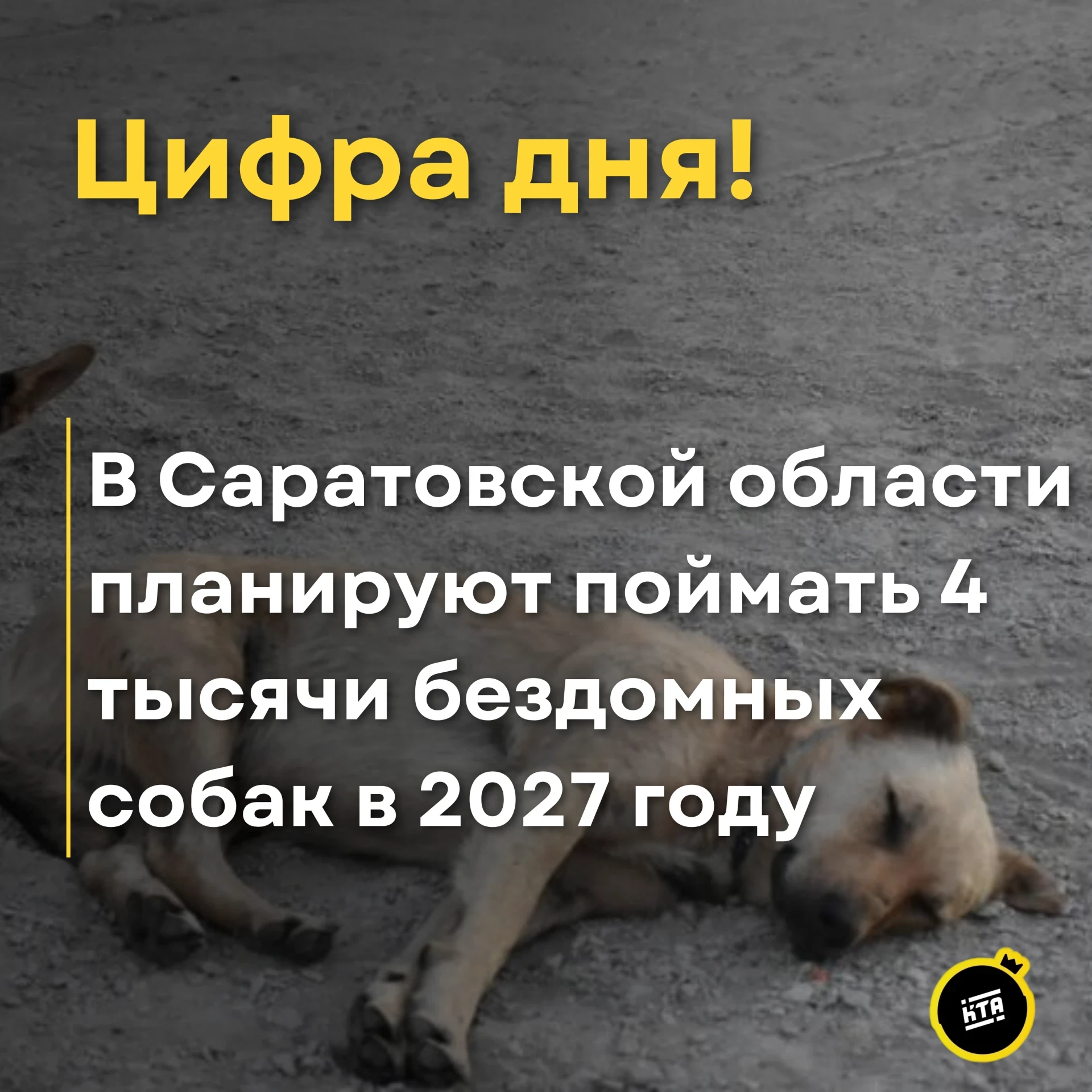 🐾📉В Саратовской области планируют поймать 4 тысячи бездомных собак в 2027 году.