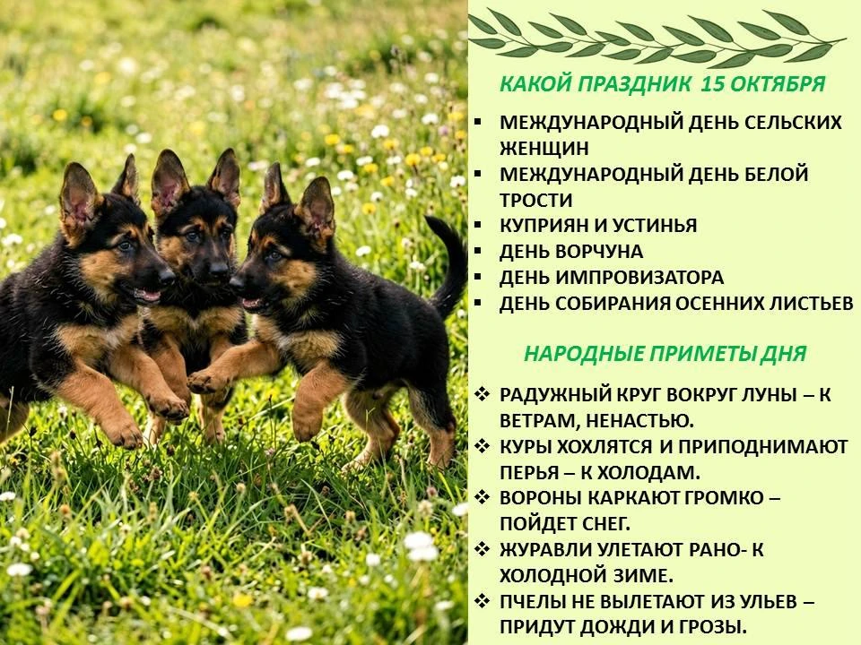 🍁Сегодня 15 октября 2026 года, четверг