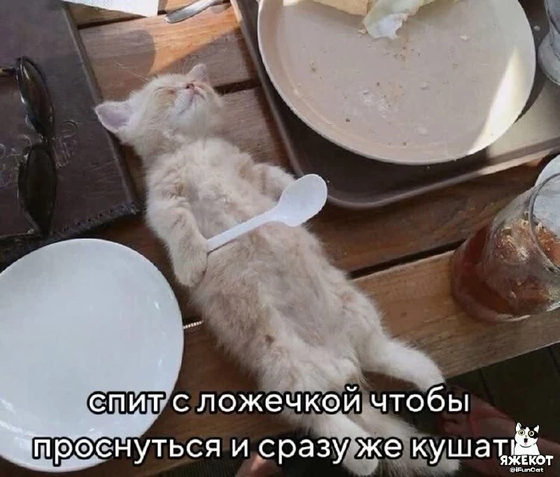🐾 ЯЖЕКОТ