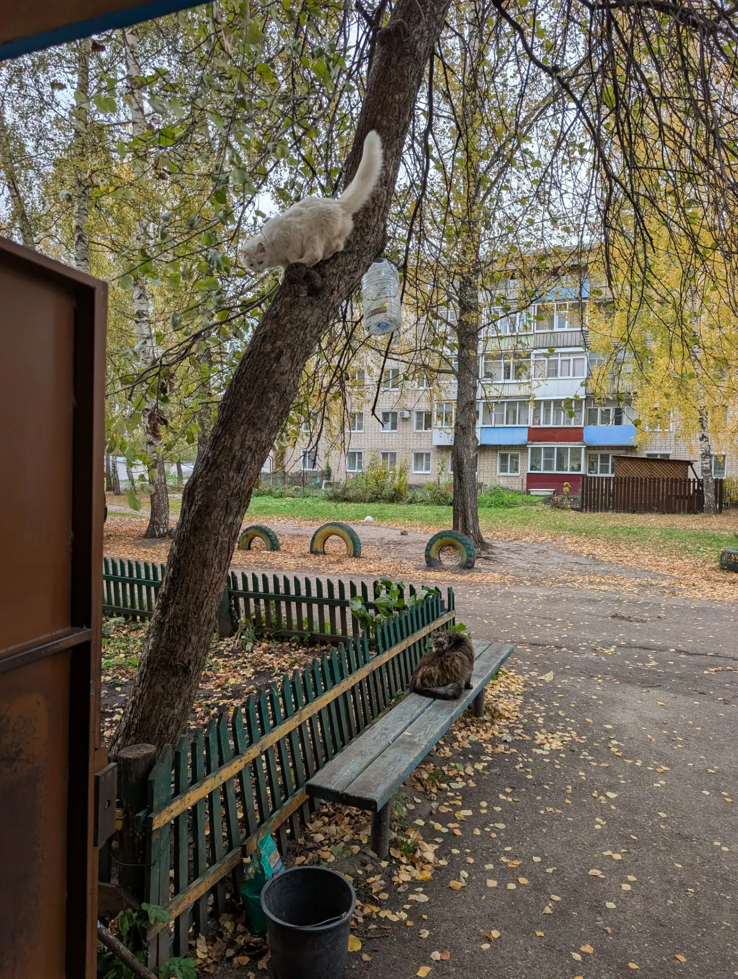 На обед своих "хомячков" позвал) Дома не хотят сидеть, все гуляют. Муська все на дереве...