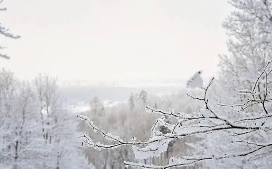 До -3 градусов опустится температура воздуха этой ночью в Ленобласти 🥶