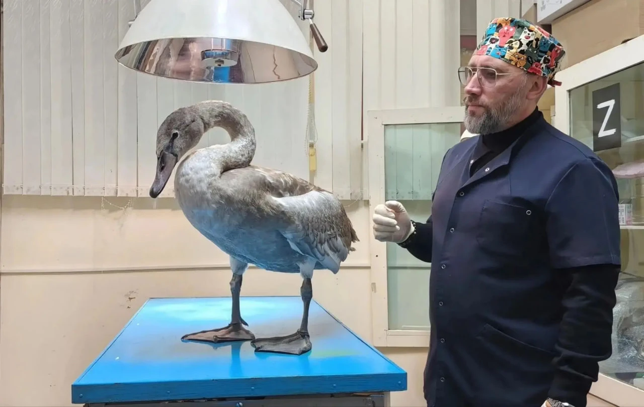 🦢Грибники Ртищевского района спасли раненого дикого лебедя