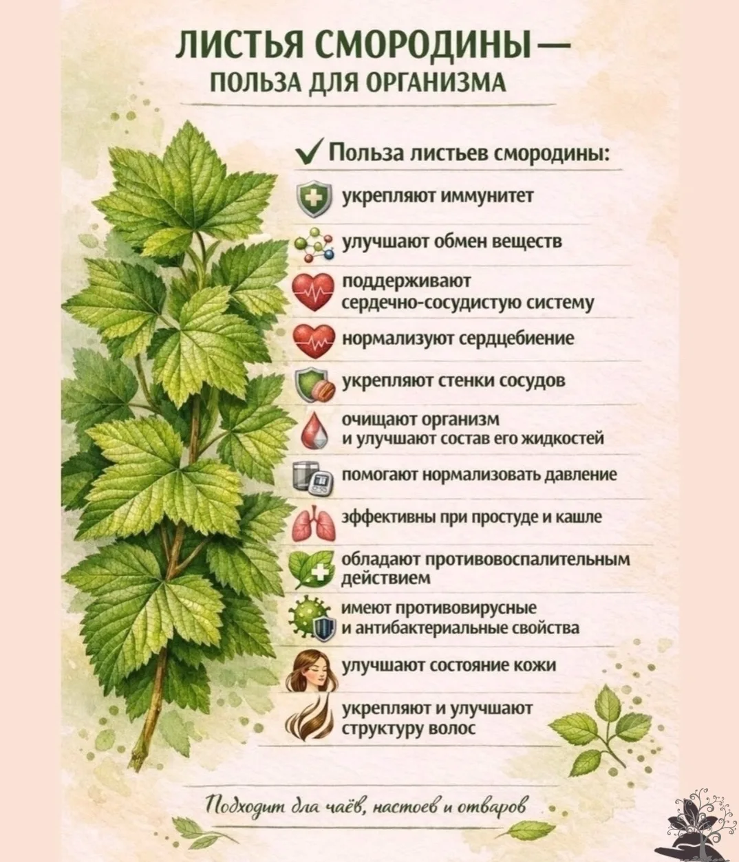 ЛИСТЬЯ СМОРОДИНЫ — ТО, О ЧЁМ МАЛО КТО ЗНАЕТ