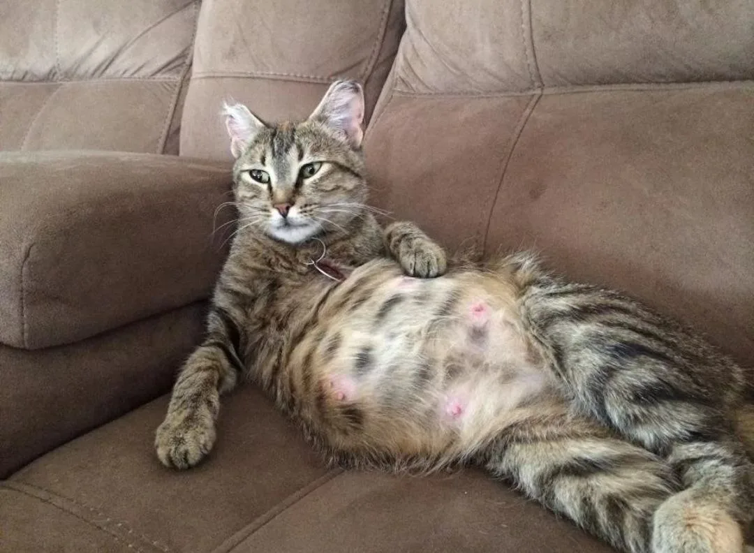 🐱 Беременность и роды у кошки: когда необходим ветеринар