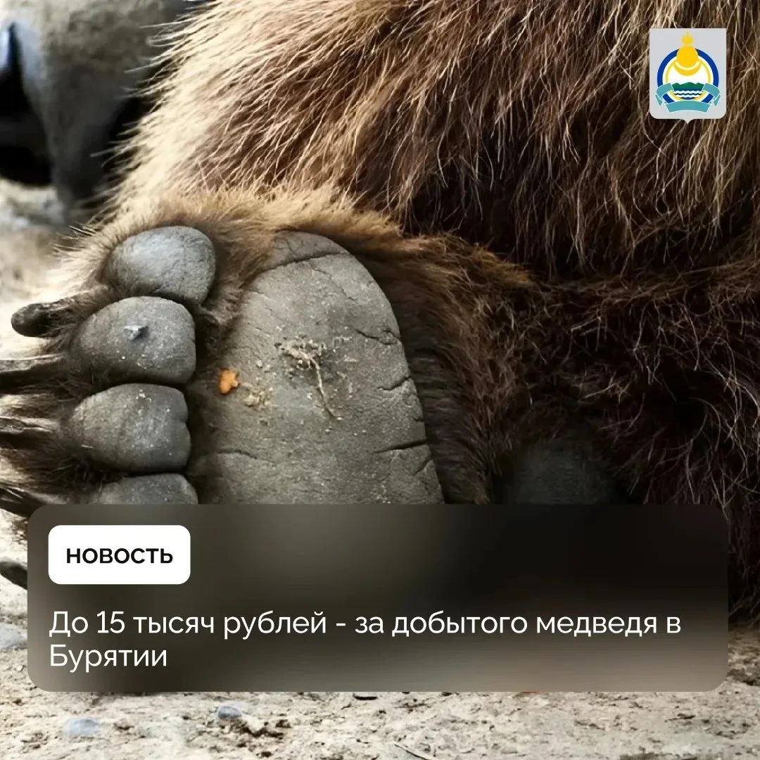 🐻  До 15 тысяч рублей — за добытого медведя в Бурятии