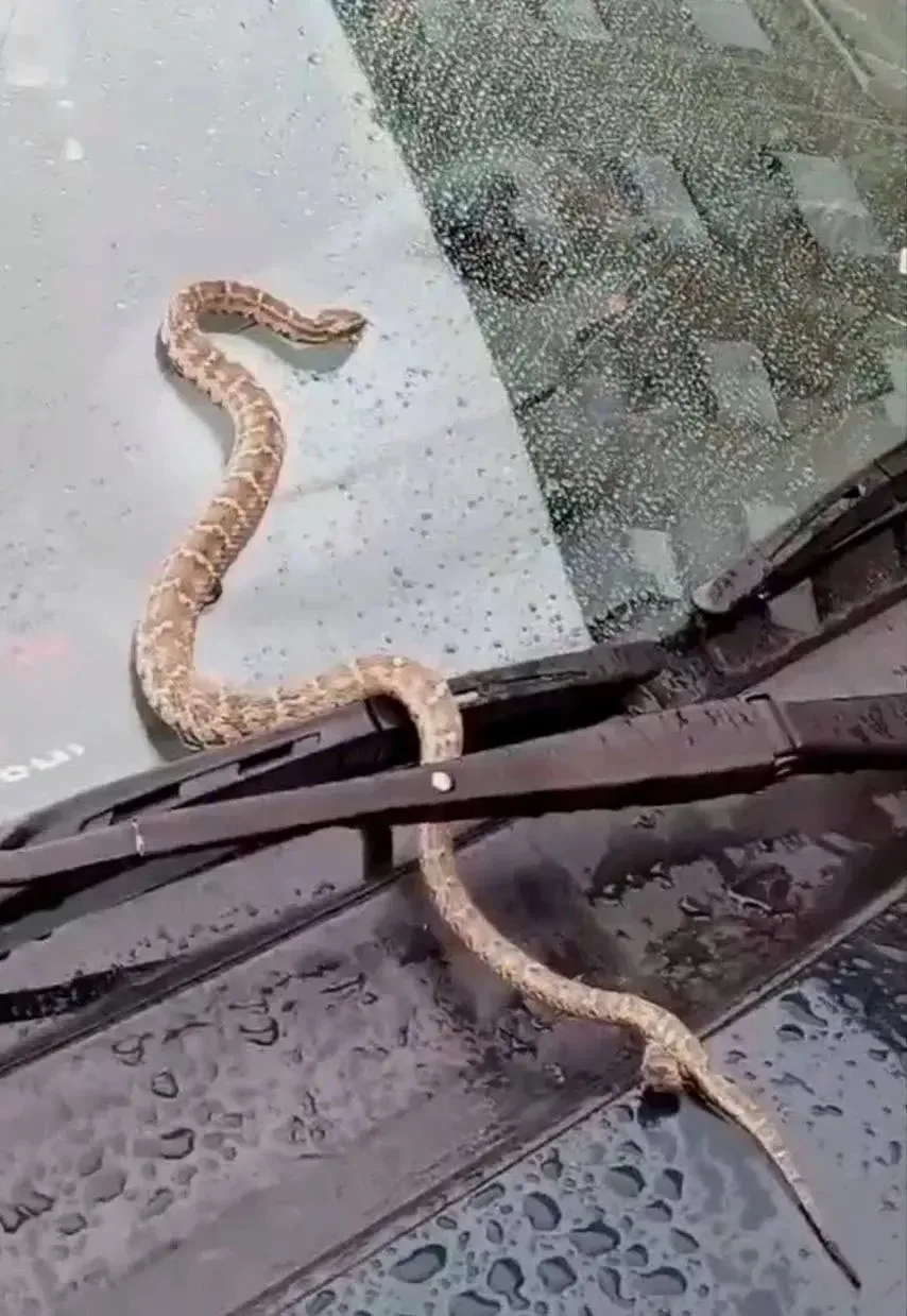 😳 В Иркутске на капоте автомобиля в одной из парковок устроился ядовитый щитомордник —...